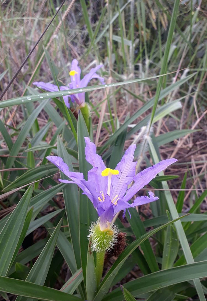 Vellozia dasypus