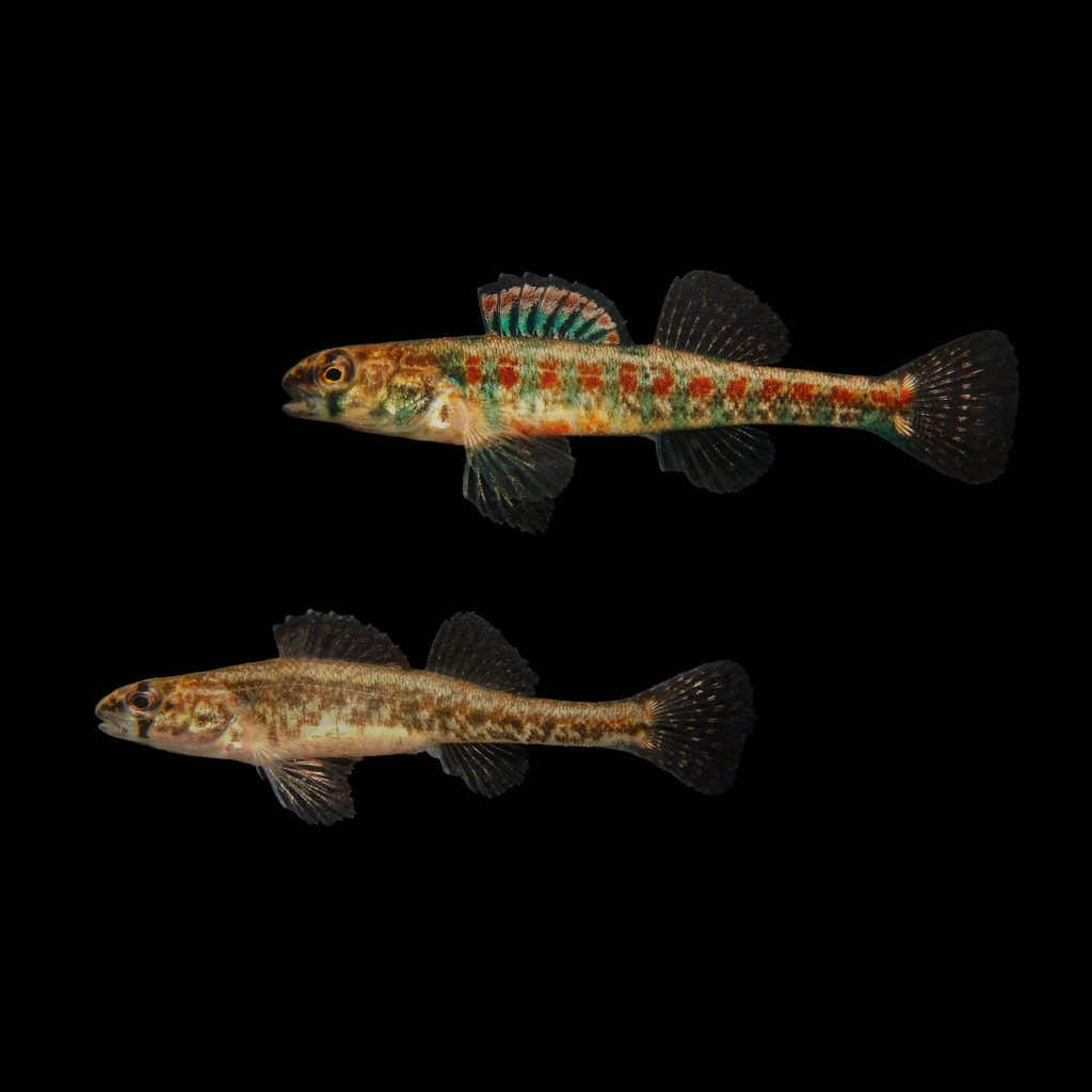 Iowa Darter