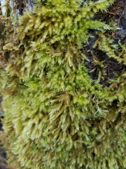 Pseudisothecium cristatum