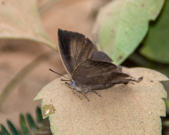 Surendra quercetorum