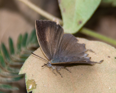 Surendra quercetorum