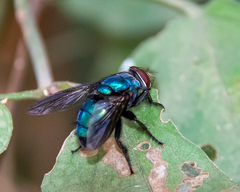 Hypopygiopsis