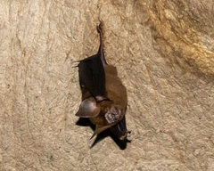 Hipposideros armiger