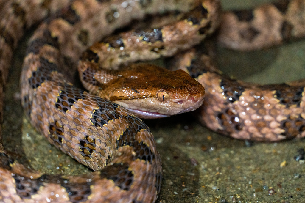 Brown spotted pitviper from 北仑区, 宁波市, 浙江省, CN on April 3, 2026 at 11:57 ...
