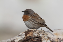 Prunella rubeculoides