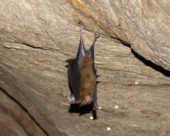 Hipposideros armiger