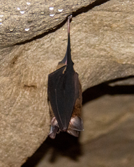 Hipposideros armiger
