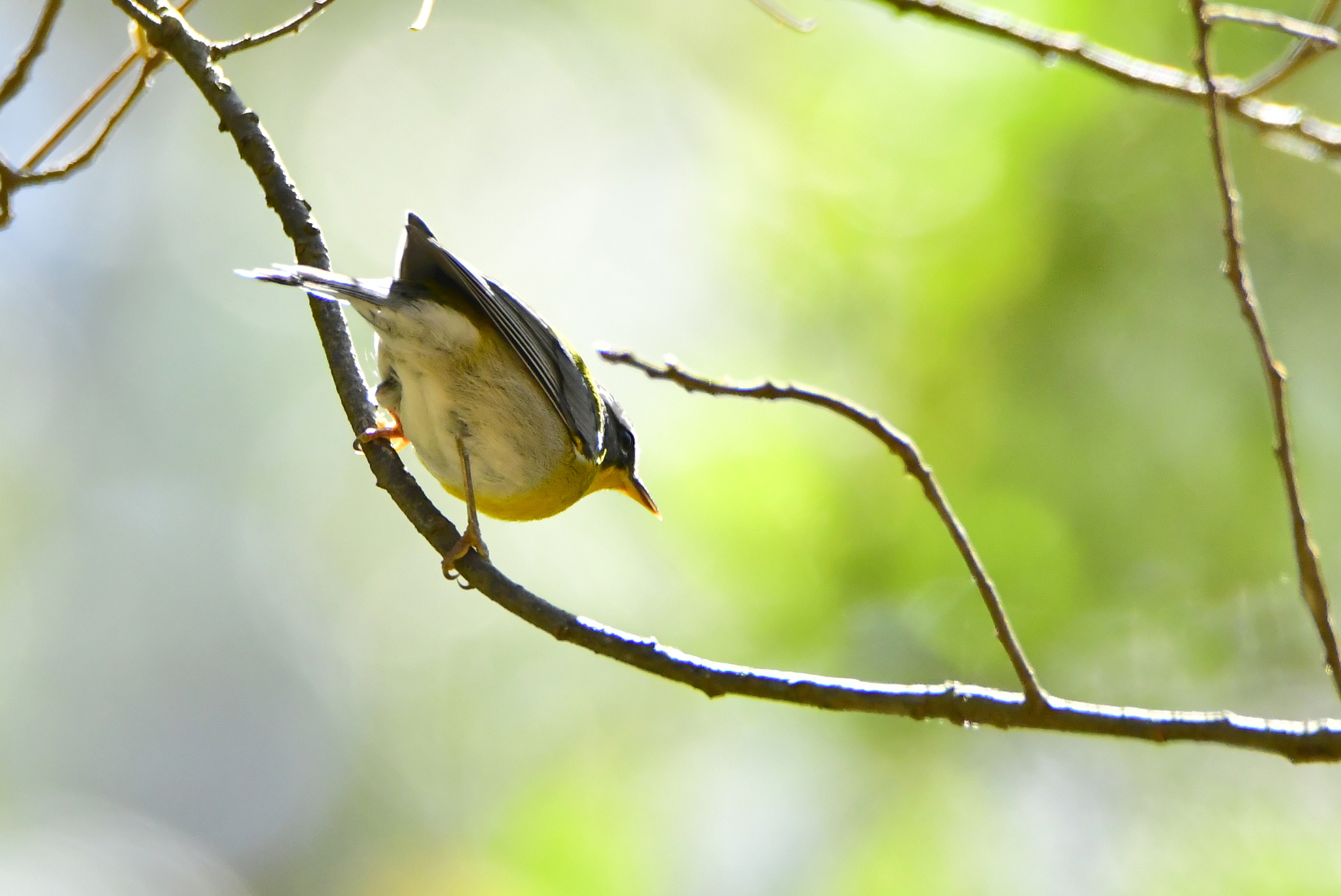 Crescent-chested Warbler (Oreothlypis superciliosa), photo 4