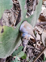 Amphidromus glaucolarynx