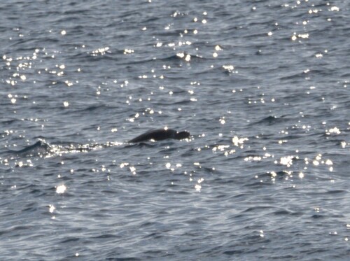 Tursiops truncatus, 2026-03-07