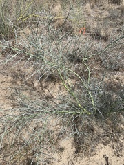 Parkinsonia texana