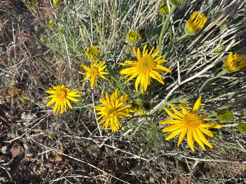 Desert Yellow Fleabane (Erigeron linearis)