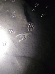 Orconectes australis