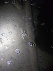 Orconectes australis