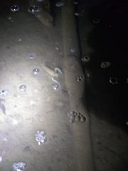 Orconectes australis