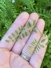 Vicia disperma