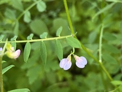 Vicia disperma