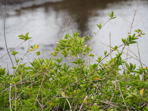 Volkameria inermis (Volkameria inermis)