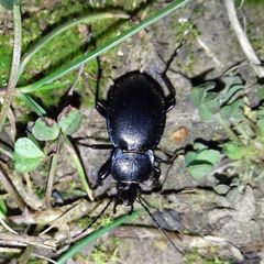 Carabus convexus