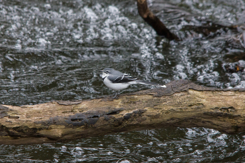 Mountain Wagtail