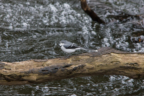 Mountain Wagtail