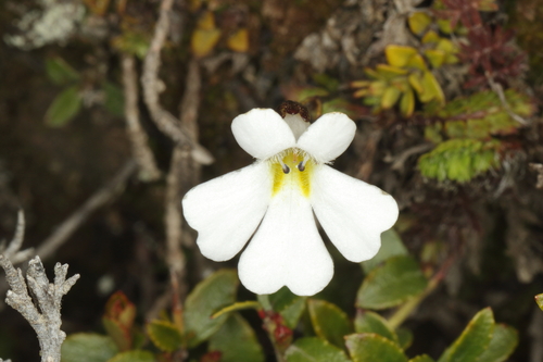 Ourisia caespitosa, photograph 4