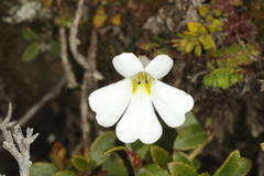 Ourisia caespitosa, photograph (c) Jacob Littlejohn, some rights reserved (CC BY-SA)