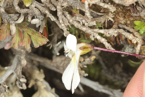 Ourisia caespitosa, photograph 6
