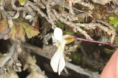 Ourisia caespitosa, photograph (c) Jacob Littlejohn, some rights reserved (CC BY-SA)