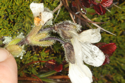 Ourisia glandulosa, photograph 2
