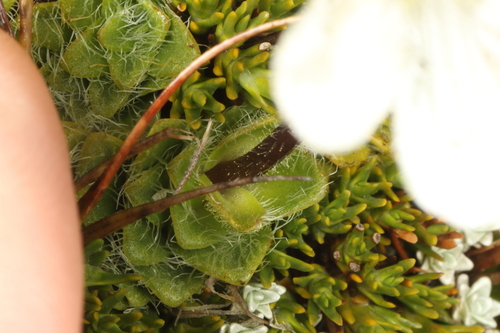 Ourisia glandulosa, photograph 3