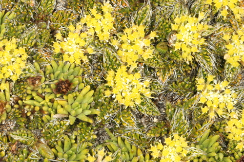 Anisotome imbricata, photograph 4