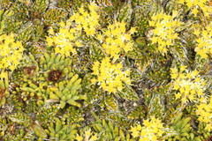 (c) Jacob Littlejohn, some rights reserved (CC BY-SA) Anisotome imbricata, photograph (c) Jacob Littlejohn, some rights reserved (CC BY-SA)