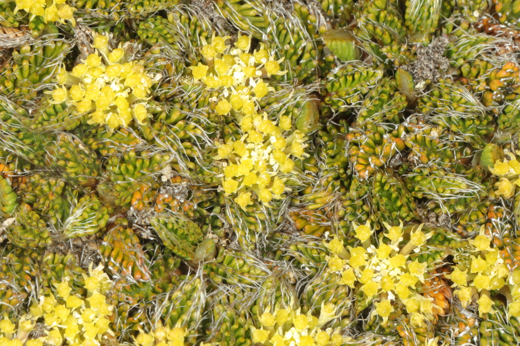 Anisotome imbricata; photograph (c) Jacob Littlejohn, some rights reserved (CC BY-SA)