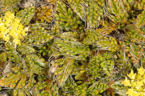 Anisotome imbricata, photograph 3