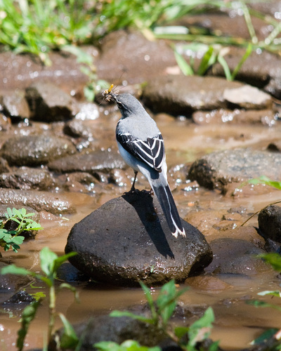 Mountain Wagtail