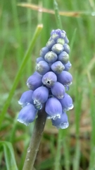 Muscari