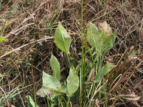 European Water-plantain (Alisma plantago)