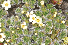 (c) Jacob Littlejohn, some rights reserved (CC BY-SA) Myosotis pulvinaris, photograph (c) Jacob Littlejohn, some rights reserved (CC BY-SA)