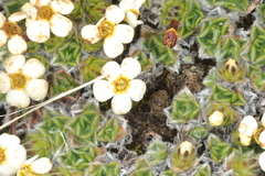 (c) Jacob Littlejohn, some rights reserved (CC BY-SA) Myosotis pulvinaris, photograph (c) Jacob Littlejohn, some rights reserved (CC BY-SA)