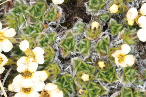 Myosotis pulvinaris, photograph 4