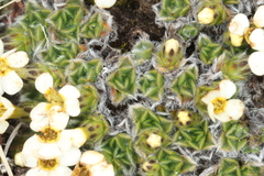 (c) Jacob Littlejohn, some rights reserved (CC BY-SA) Myosotis pulvinaris, photograph (c) Jacob Littlejohn, some rights reserved (CC BY-SA)