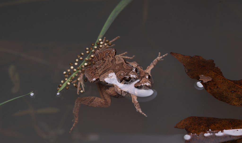 Beilun Pygmy Frog