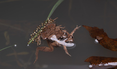 Beilun Pygmy Frog photo 1