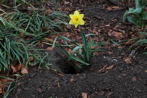 Rat photographed near here on 2026-04-02