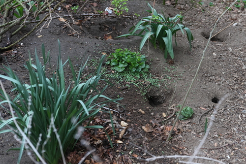 Rat photographed near here on 2026-04-02