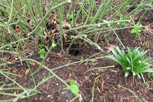 Rat photographed near here on 2026-04-02