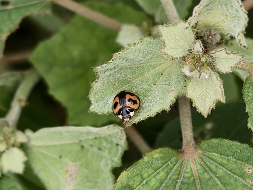 Six-spotted Zigzag Ladybird