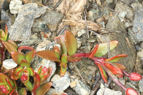 Epilobium hectorii (Epilobium hectorii)