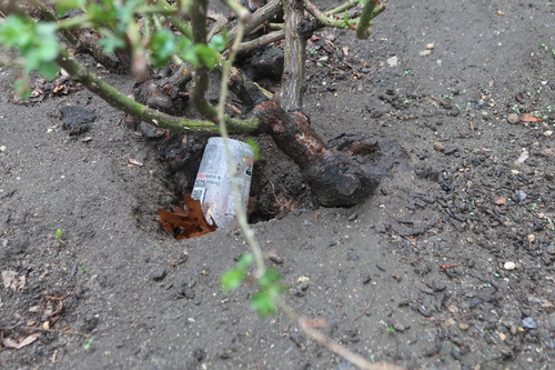 Rat photographed near here on 2026-04-02